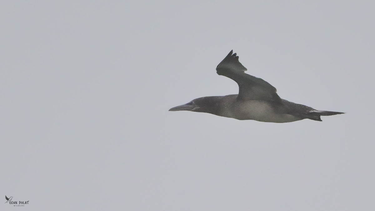 Northern Gannet